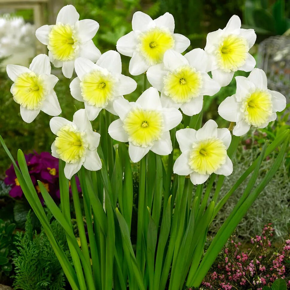 Нарцисс айс фоллис. Нарцисс айс фоллис луковица. Narcissus Ice Follies айс фоллис. Нарцисс Брайт айс.