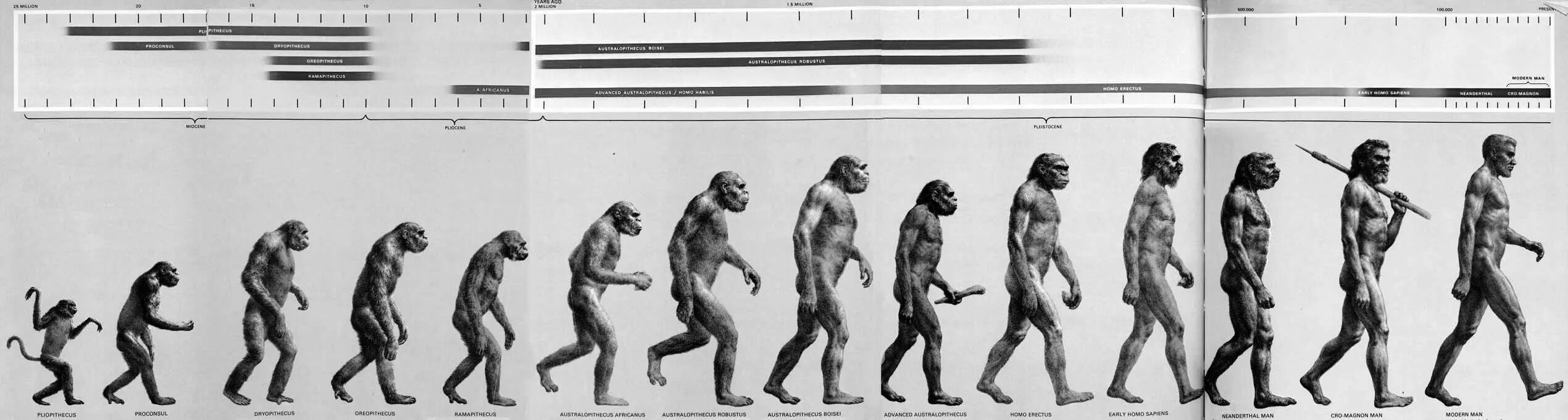 Этапы эволюции хомо сапиенс. Эволюцию обезьяны в хомо сапиенс. Ступени развития человека хомо сапиенс. Этапы эволюции человека от австралопитека до homo sapiens.