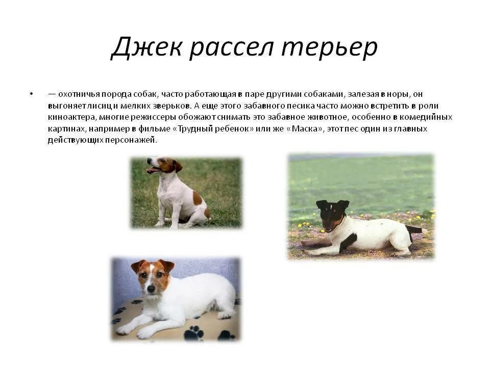 Джек особенности породы. Рассказ о породе Джек Рассел для 2 класса. Рассказ о собаке Джек Рассел терьер. Парсон Рассел терьер характер. Порода собак Джек Рассел описание характеристики.