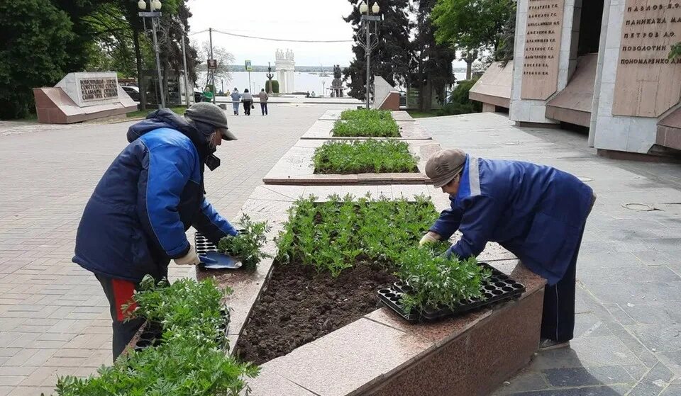 Бюджетное учреждение волгограда. МБУ «Волгоградзеленхоз». Цветы для городских клумб. МБУ Волгоградзеленхоз директор. Клумбы в центре села.