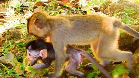 Baby monkey videos