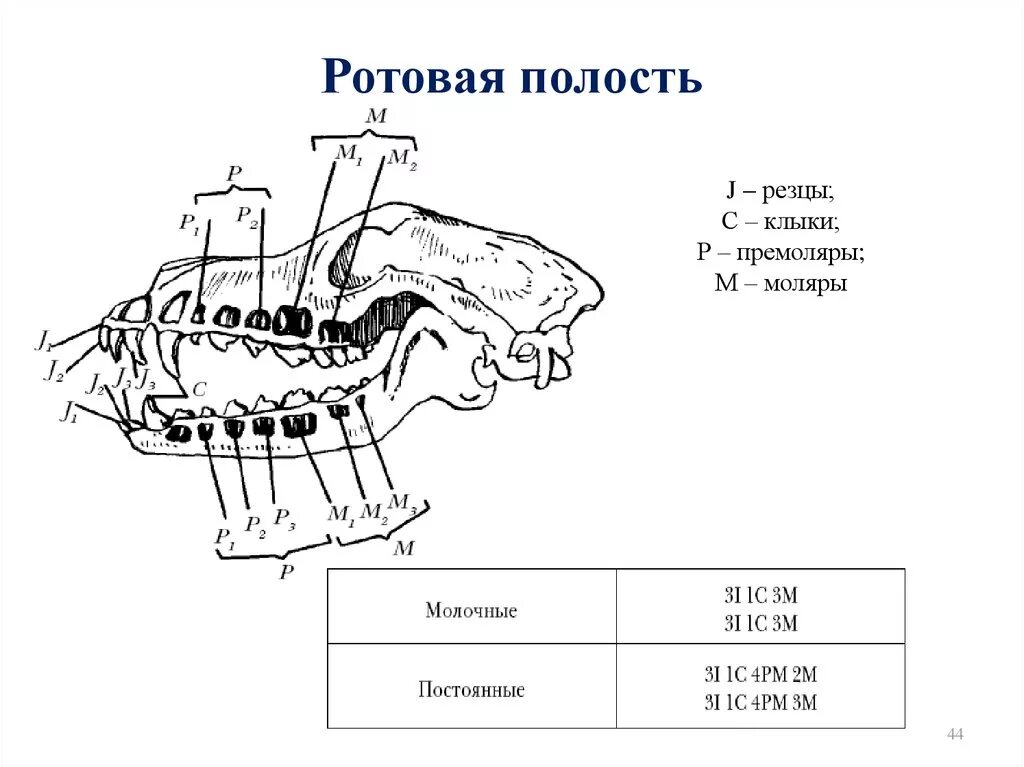 Строение ротовой полости животных. Ротовая полость крокодила строение. строение ротовой полости собаки. ротовая полость собаки анатомия.