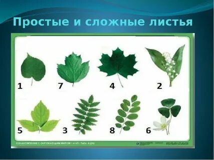 С какими простыми и сложными