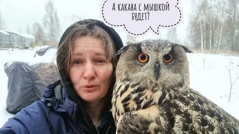 Включи видео совой