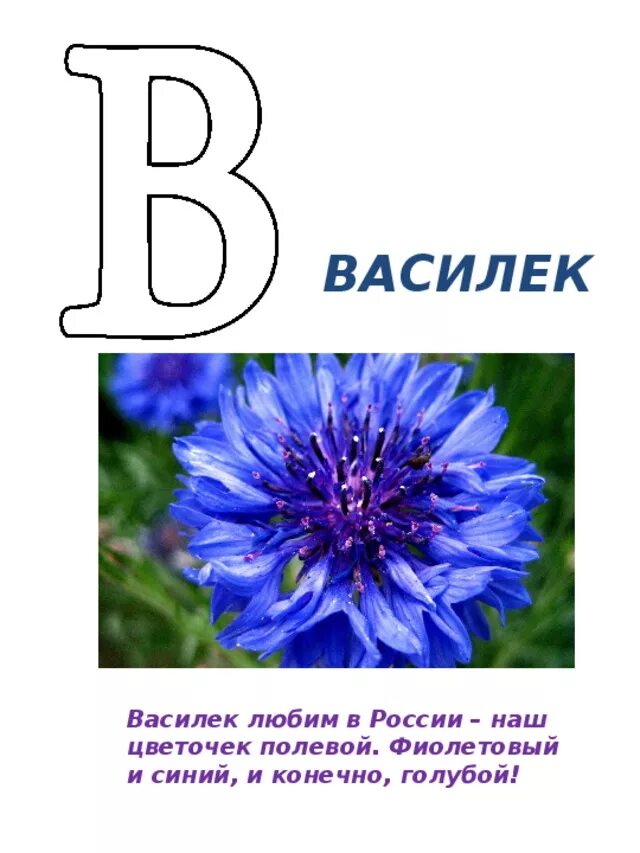 Цветы на букву а. Проект Азбука цветов. Цветочная Азбука Василек. Буква в Василек.