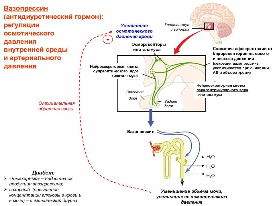 Антидиуретический гормон гипофиза. АДГ вазопрессин. Регуляция антидиуретического гормона. Схема действия антидиуретического гормона. Вазопрессин место секреции.