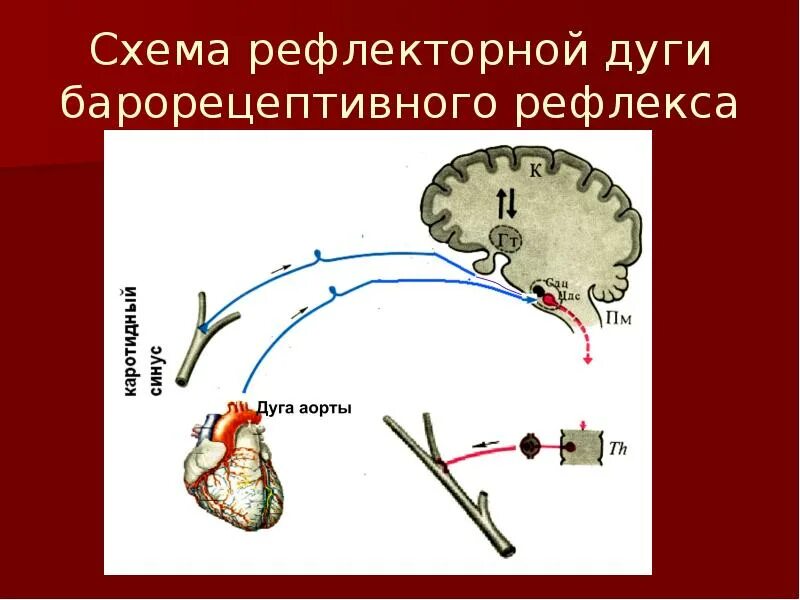 Центры мигательного рвотного кашлевого рефлексов расположены в
