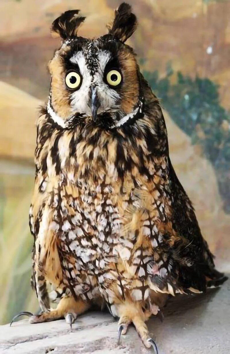 сова удивлена