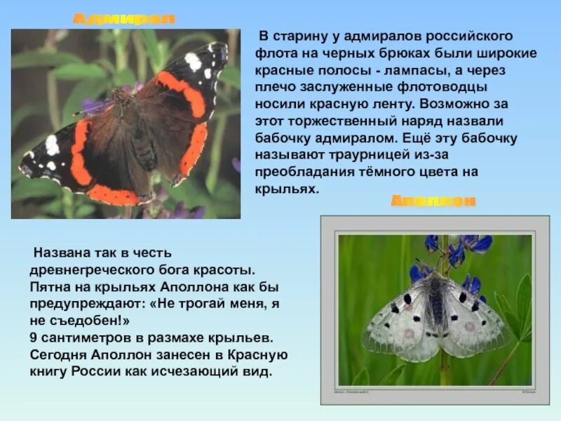 Адмирал в какой природной зоне обитает. Сообщение о бабочке Луга. Бабочки из красной книги. Рассказ о бабочке Адмирал. Насекомые красной книги России.