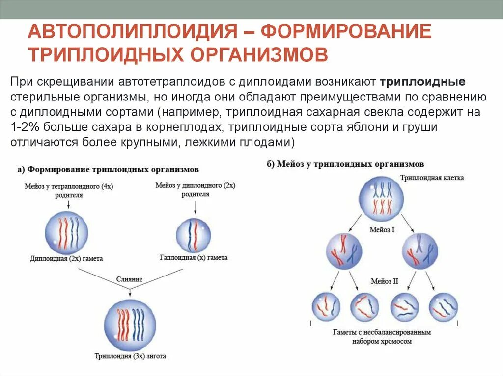 Деление тетраплоидной клетки. Триплоидные клетки. Триплоидные и тетраплоидные организмы. Триплоидный набор хромосом это в биологии.