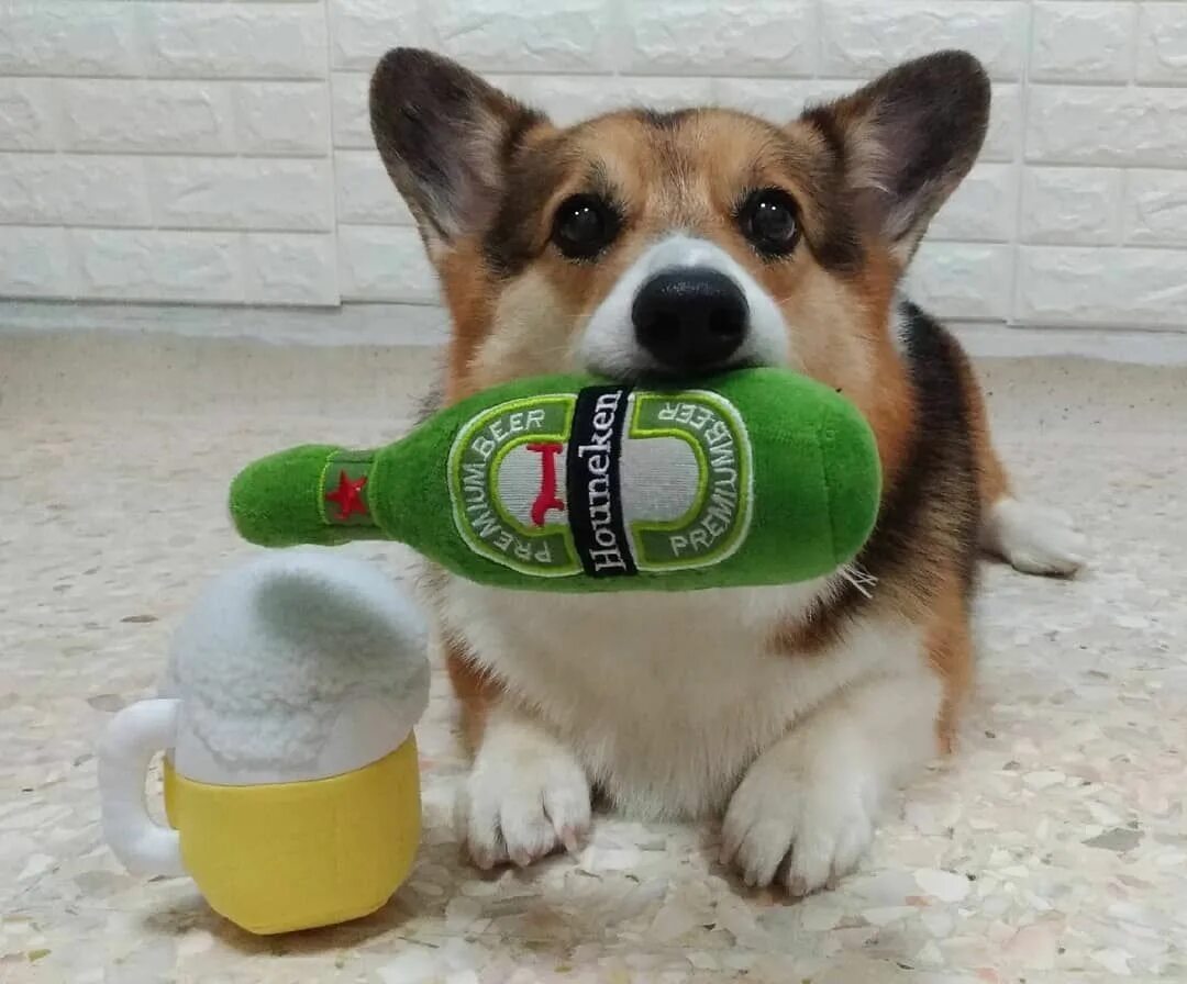Пивное животное
