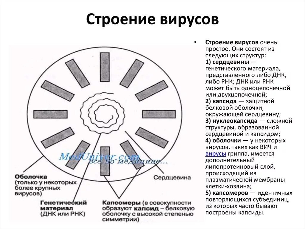 Следующее строение. Строение вируса. Строение генетического материала у вирусов. Строение вируса сердцевина. Наследственный материал вирусов.