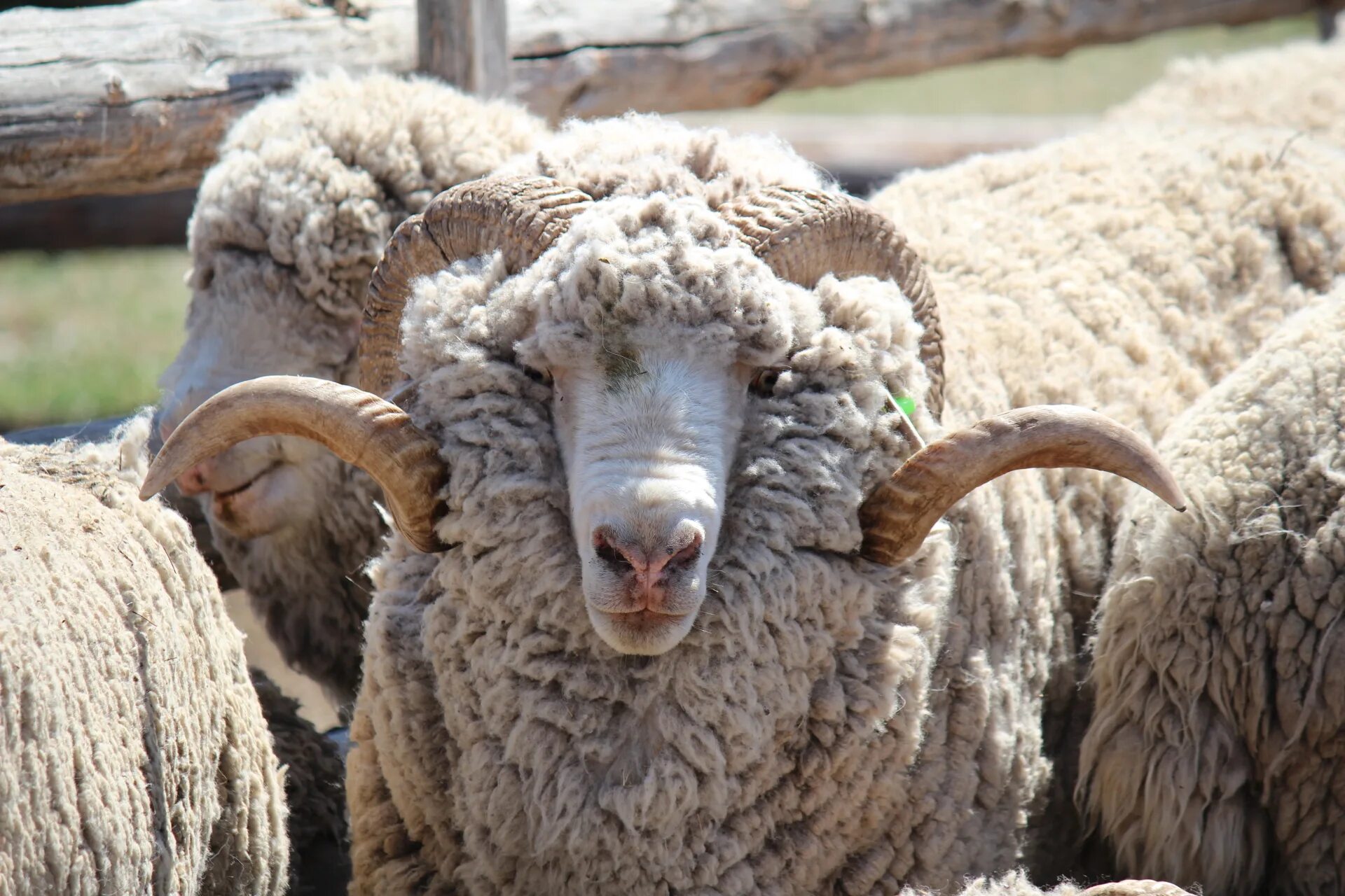 Баран карабей. Асканийскую породу тонкорунных овец. Овцы породы меринос. Асканийская порода овец. Асканийская порода Баранов.