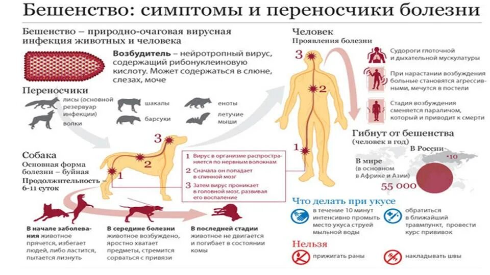 Первые признаки укуса собаки. Бешенство собак этиология. Вирус бешенства эпидемиология. Клинический симптом бешенства человека. Вирус бешенства патогенез заболевания.