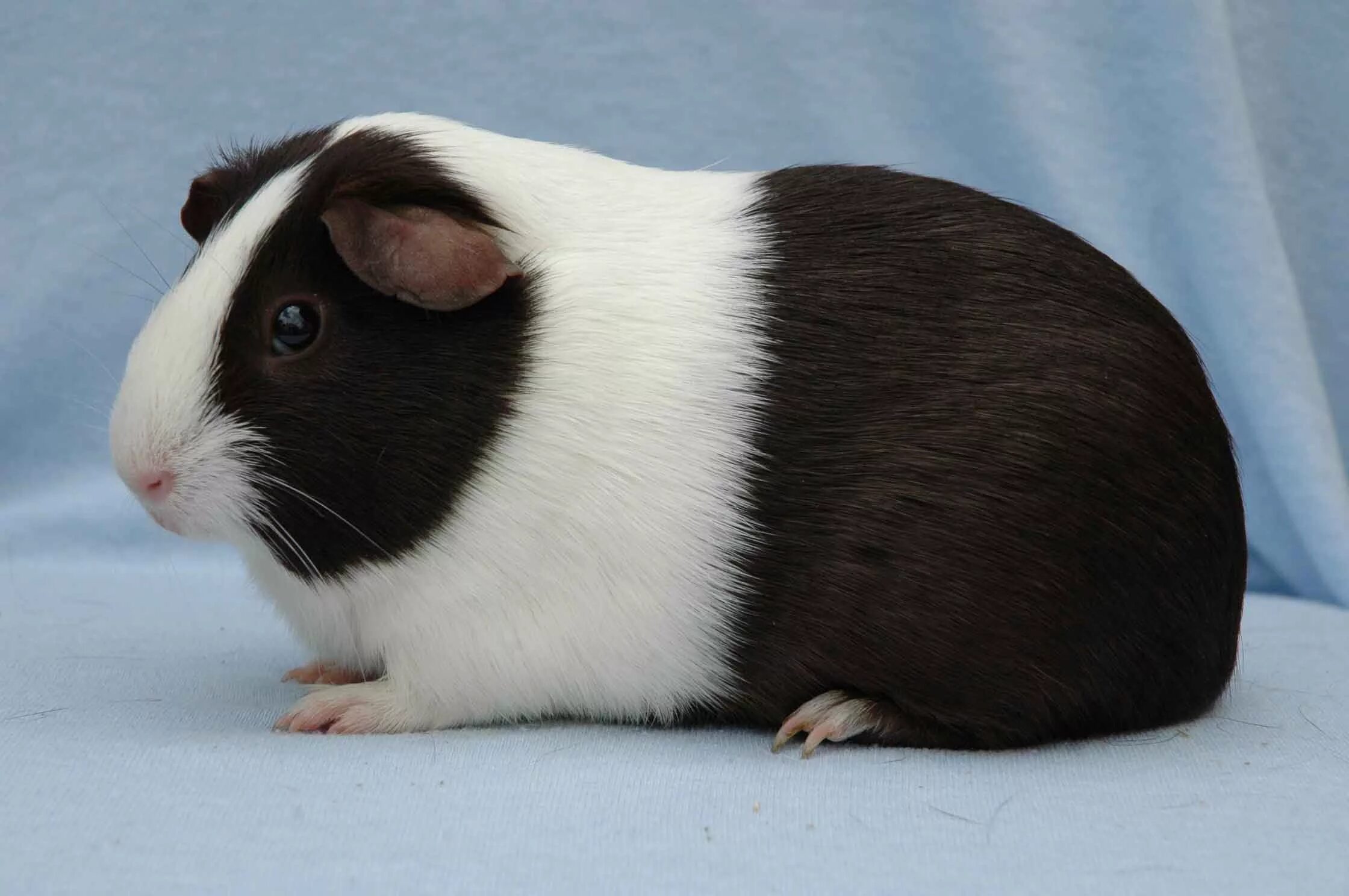 In the event you are looking for a furry companion that is not only adorable, bu
