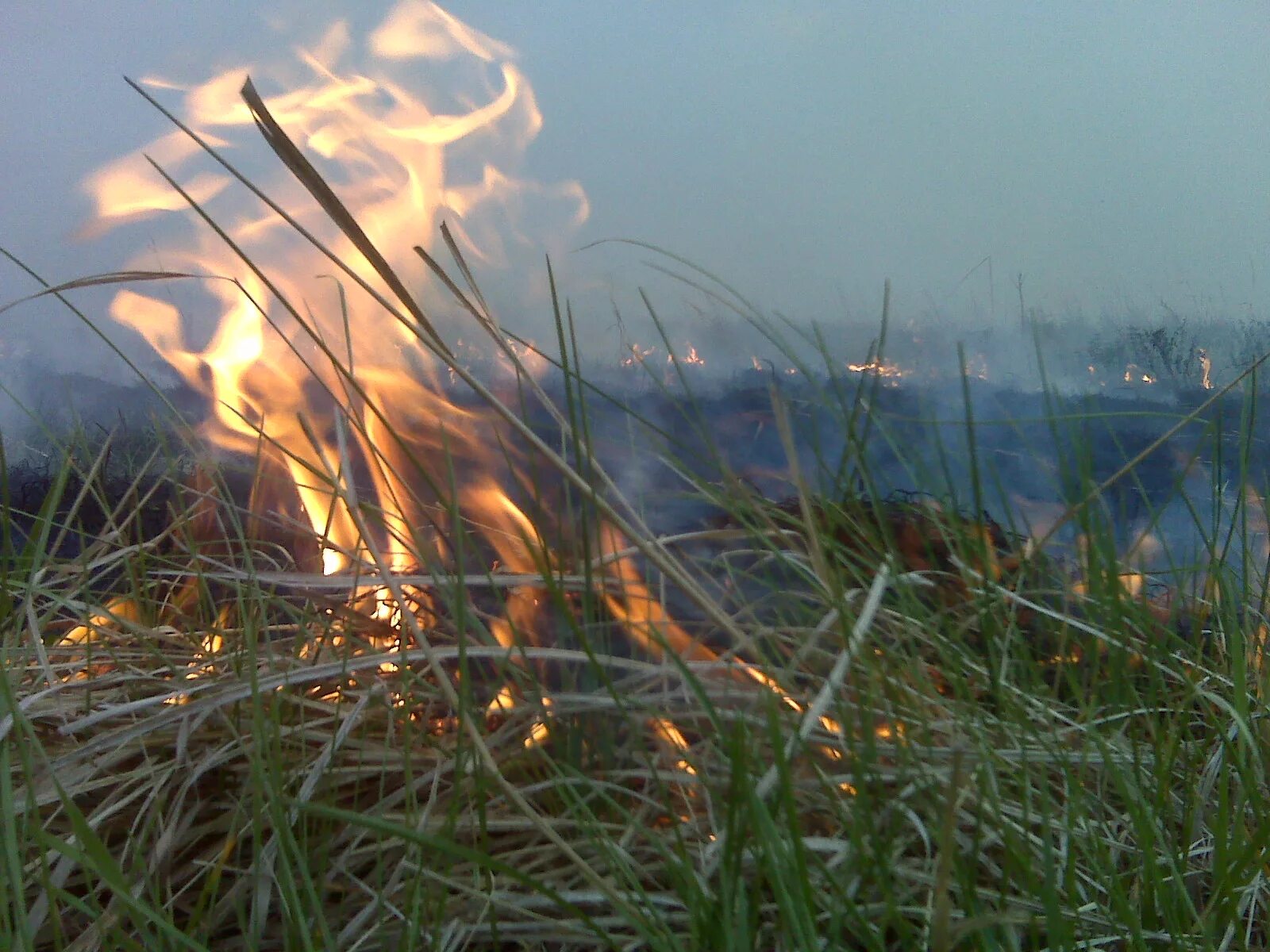 К чему снится трава горит. К чему снится пожар в поле. Военные жгут костры. Горела сухая трава под теплотрассой. Сонник к чему снится горящий дом.