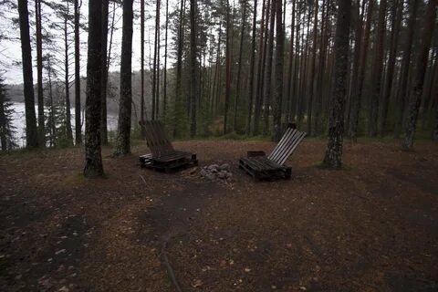 Forest спб