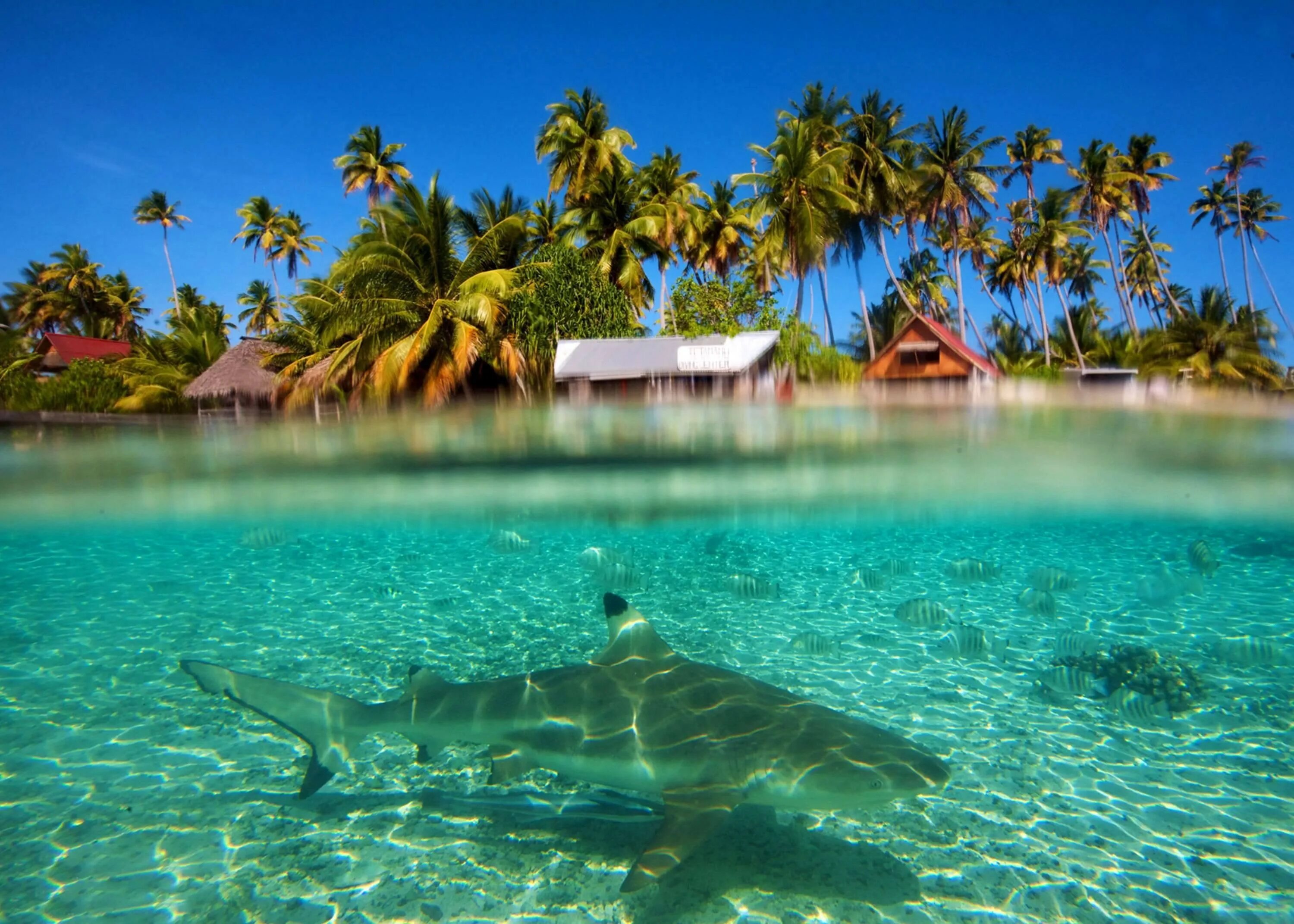 Бора Бора голубая Лагуна. Moorea французская Полинезия. Лагуна Бора-Бора, французская Полинезия. Лагуна Карибы.