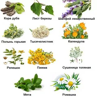 Какие травы считаются
