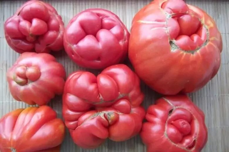 Уродливые плоды томатов. Уродливые помидоры. Помидор некрасивый. Уродство плодов томата. Помидоры снизу