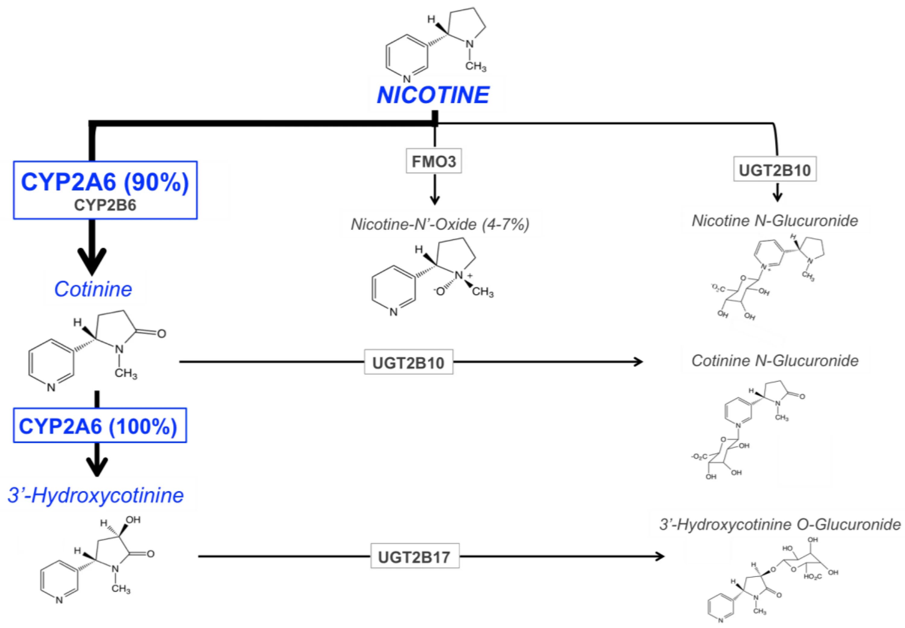Никотин обмен веществ. CYP- 450 metabolism. Пути метаболизма никотина. Биотрансформация никотина. Метаболизм никотина схема.