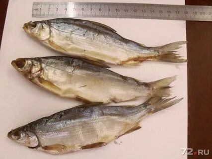Рыба сыром 6 букв
