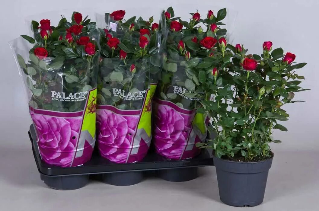 Пересаживание комнатных растений в горшок. Купил розу как ухаживать. Розы дома в горшке. Бутоны розы кордана. Розы дома в горшке.