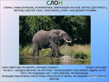 Слона знаешь
