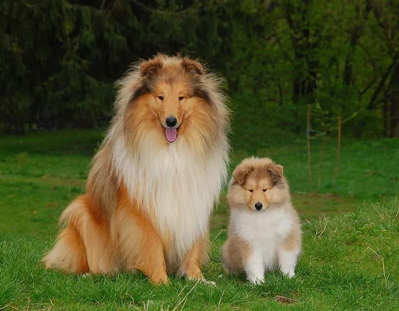 Шотландская колли. Стоит щенок колли. Стоит щенок колли. Порода колли щенки. Стоит щенок колли.