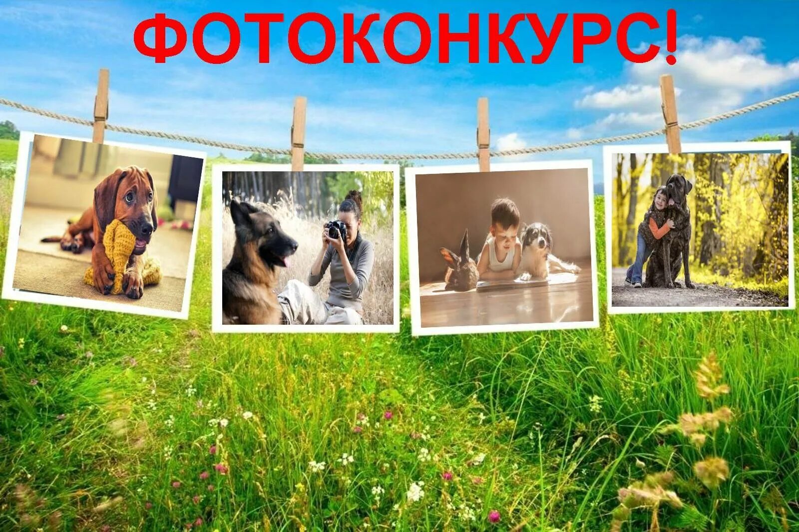 Сайт фотоконкурсов. Конкурс фотографий домашних питомцев. Фотоконкурс для щенков. Конкурс фотографий собак. Фотоконкурс с питомцами.