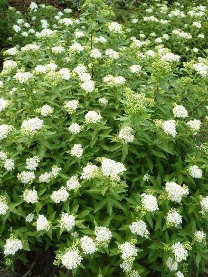 Спирея японская Альбифлора. Спирея японская albiflora. Спирея японская (Spiraea japonica `albiflora`). Спирея японская белая Альбифлора.