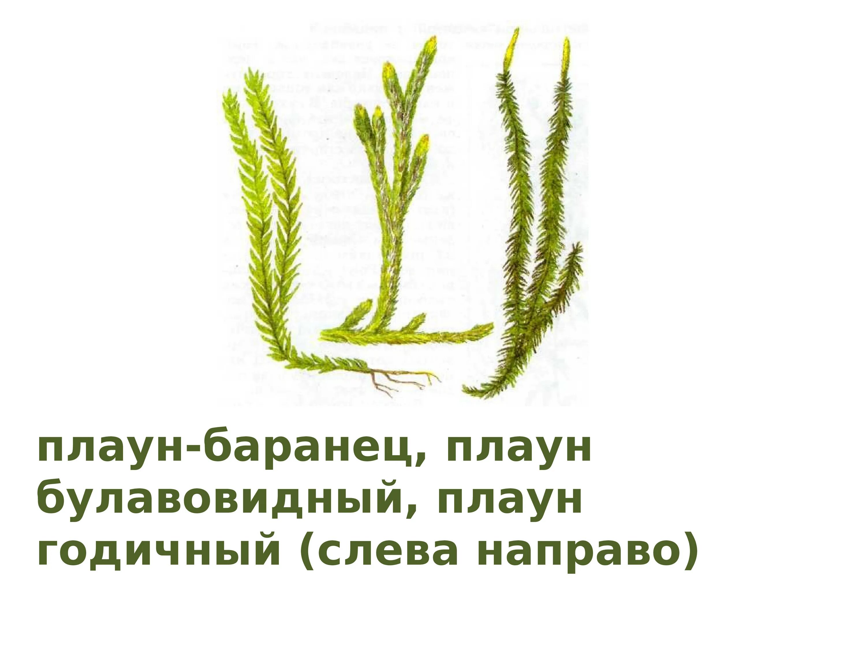 Тело высших растений состоит. Высшие растения. Тело высших растений. Таблица царство растения. Высшие споровые растения.. Что имеется у высших растений.