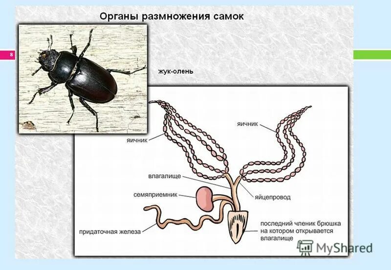 Эстрогены и прогестерон яичников,. Семенные пузырьки функции топография строение. Семенные пузырьки анатомия строение. Гистология семенник клетки лейдига. Общий план строения пищеварительной системы человека анатомия.