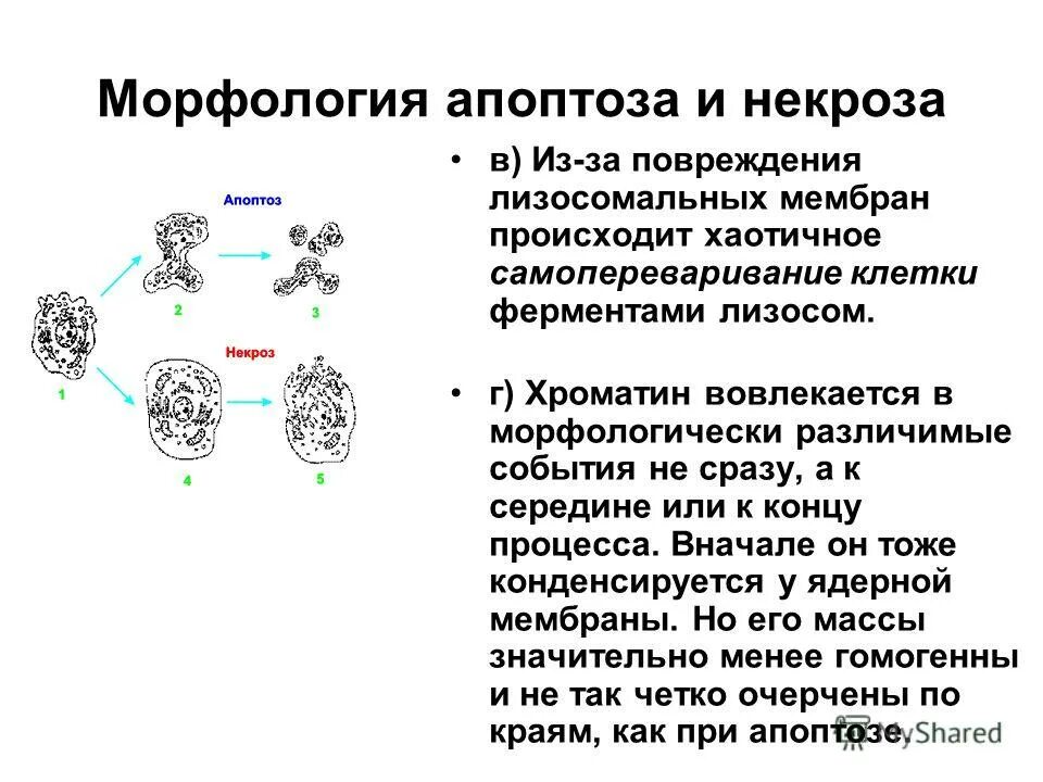 Наличие ферментов в клетках