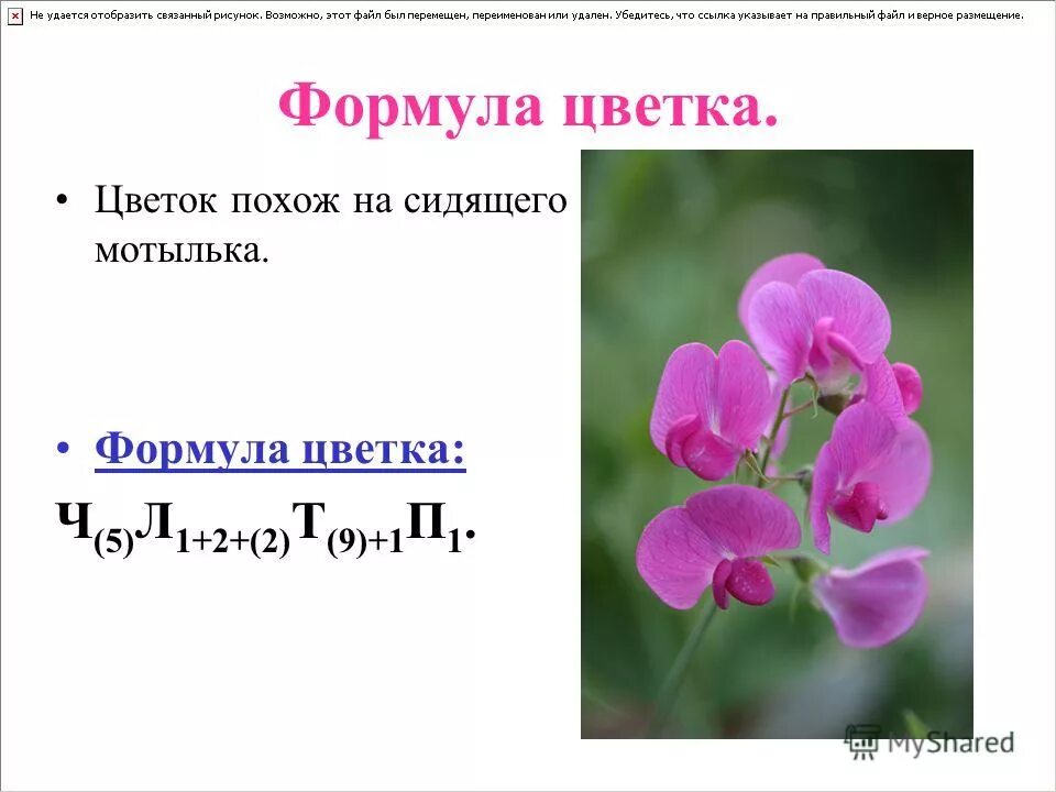 Формула цветка бобовых растений. Тип околоцветника бобовых. Схема цветка семейства мотыльковые. Формула цветка семейства мотыльковые. Формула цветка бобовых растений.