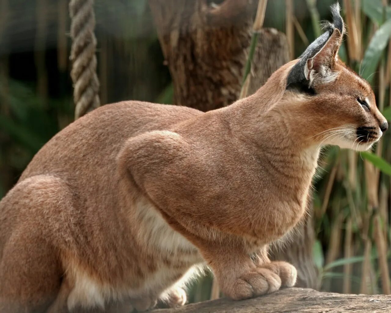 Рысь сидит. Каракал. Африканская Золотая кошка (Caracal aurata). Каракал хвост. Каракал домашний.