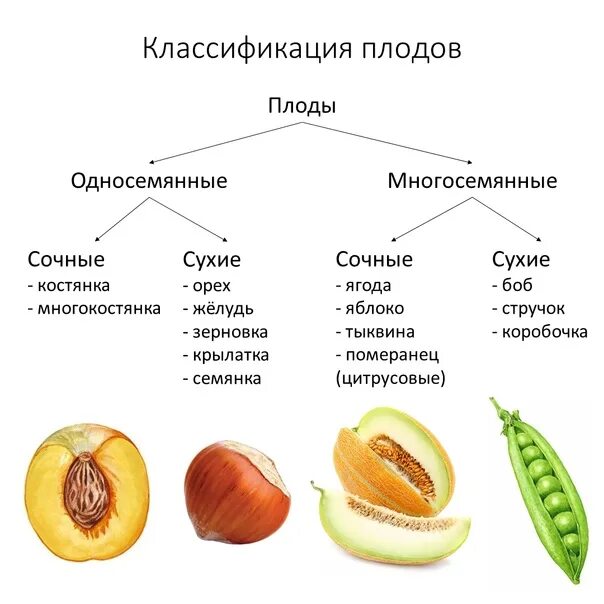 Классификация плодов растений таблица. Классификация плодов 6 класс. Классификация плодов схема 6 класс. Классификация плодов ботаника. Многосемянные плоды горох