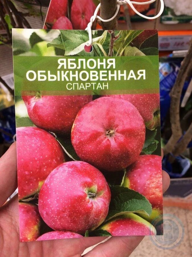 Яблоня спартан описание сорта отзывы. Яблоня сорт Спартан. Яблоня обыкновенная Спартан. Яблоня Спартан описание сорта. Спартан яблоня описание.