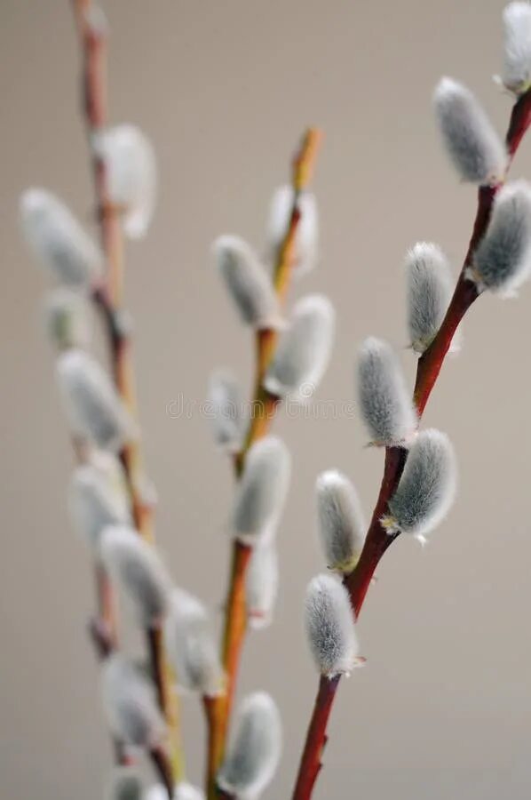 Тополиный пух живопись. Тополь без пуха. Ветка пуховая. Clematis vitalba. Верба.