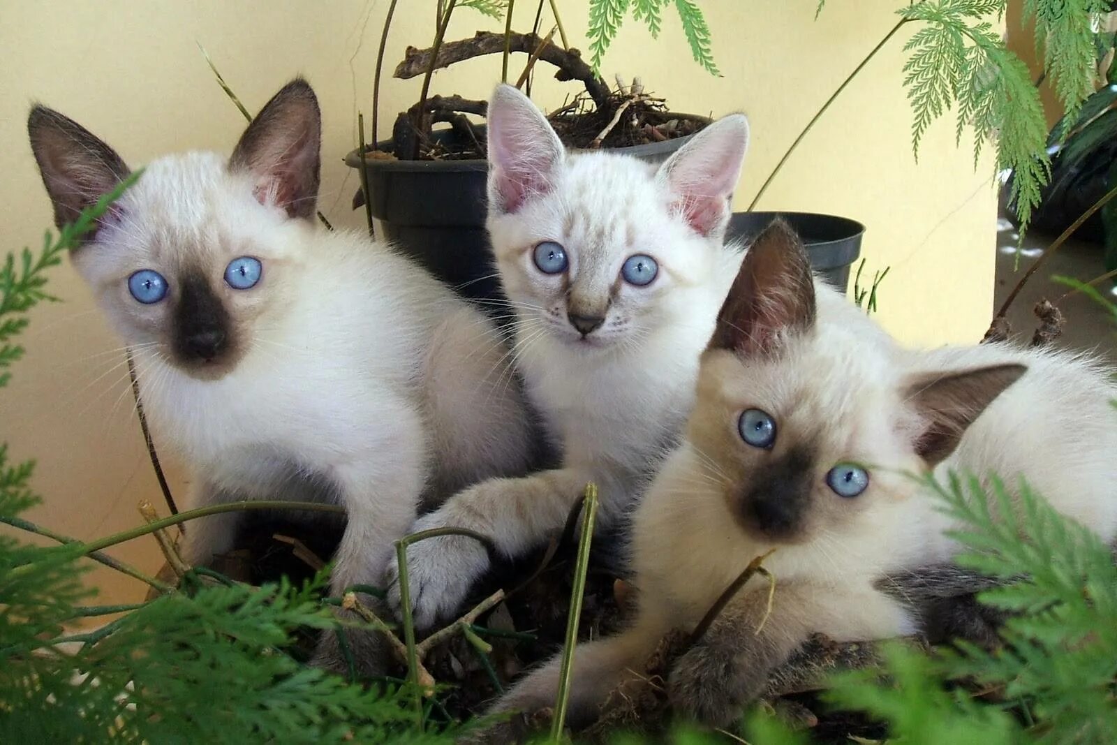 Породы сиамского окраса. Сиамская кошка. Сиамская и тайская. Балинезийская кошка. Сиамская кошка котенок.