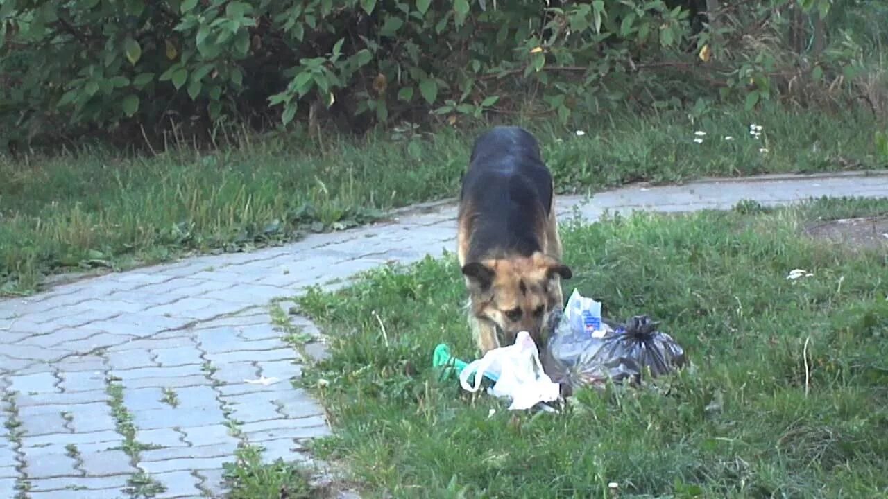 Собака роется в мусорке.