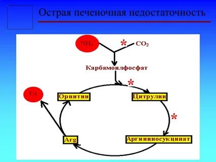 Орнитиновый цикл в печени