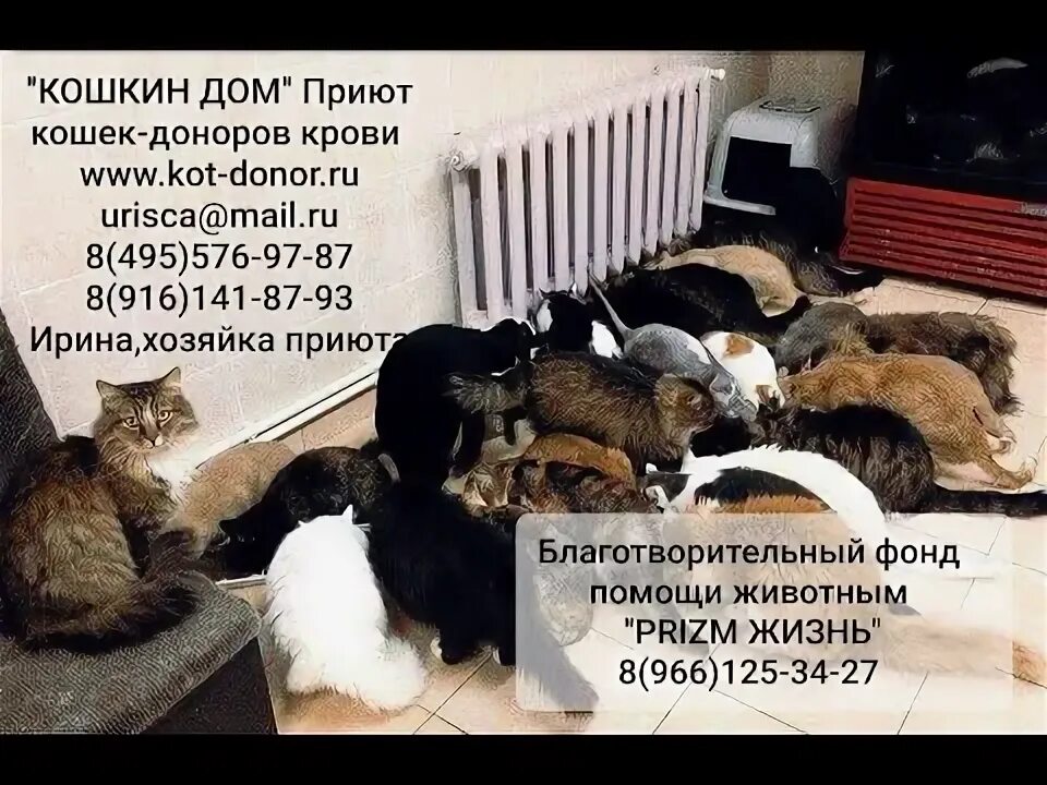 Приют Кошкин дом. Кошкин дом приют для кошек. Кошкин дом Донецк приют для животных. Приют твори добро.