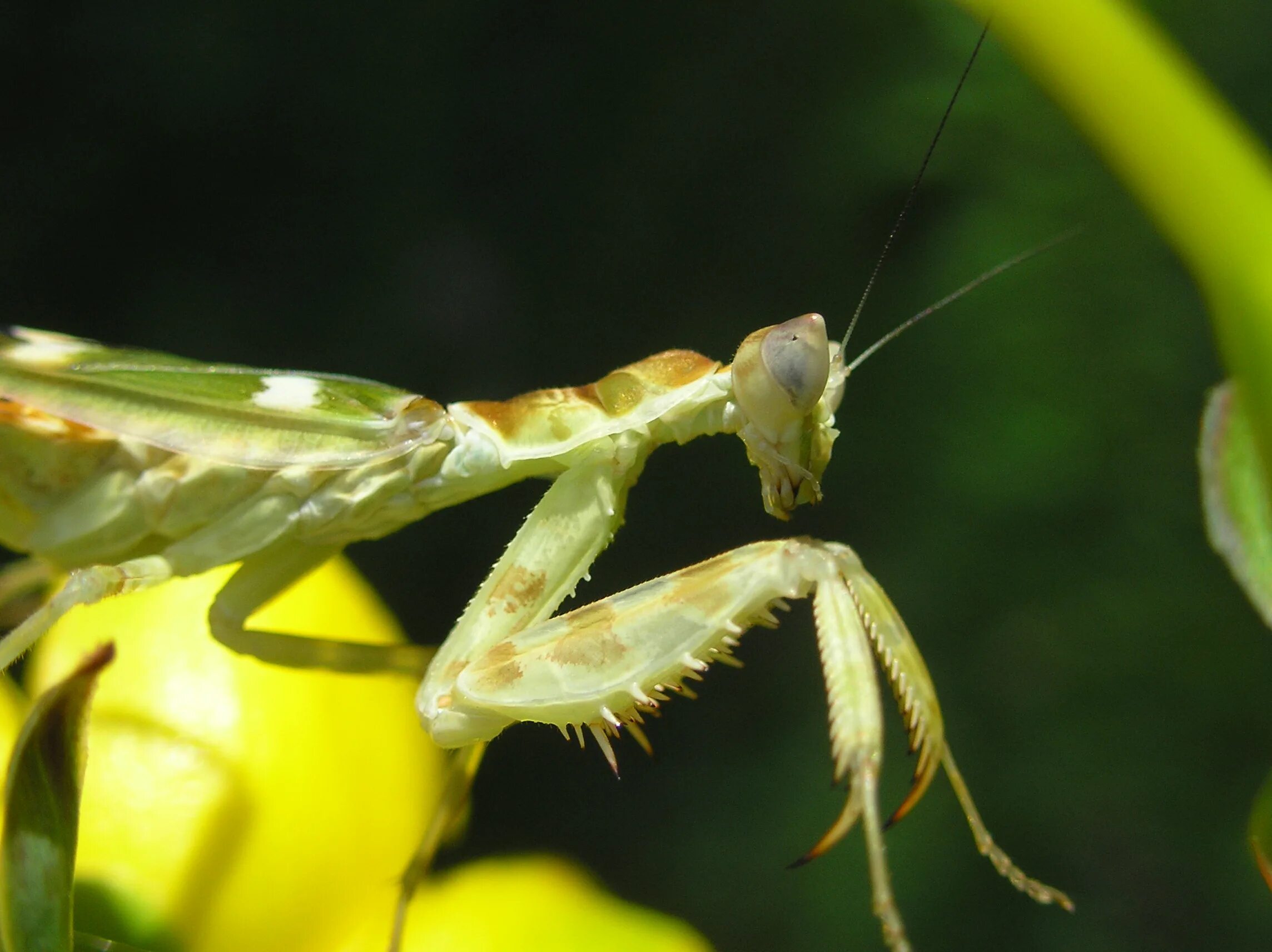 Insect legs. Жук богомол. Богомол пестрокрылый. Богомол насекомое желтый. Богомол Pseudempusa pinnapavonis.