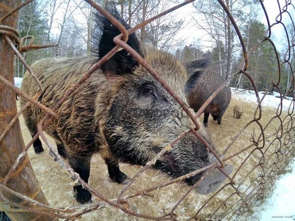 Аркуда сафари парк свердловская. Аркуда сафари парк свердловская область. Сафари парк бисерть. Аркуда парк екатеринбург. Сафари парк бисерть аркуда.