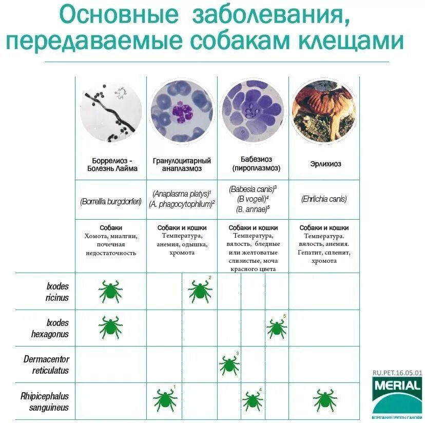 Заболевания передающиеся клещами. Гранулоцитарный анаплазмоз собак.