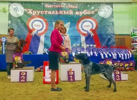 Выставка собак 6 октября 2024