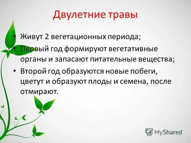 растения с длинным вегетационным периодом