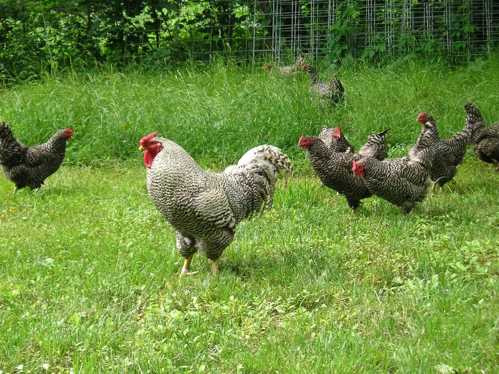 Куры. Домашние куры. Куры для домашнего хозяйства. Первомайские куры фото. Фермерское хозяйство куры.