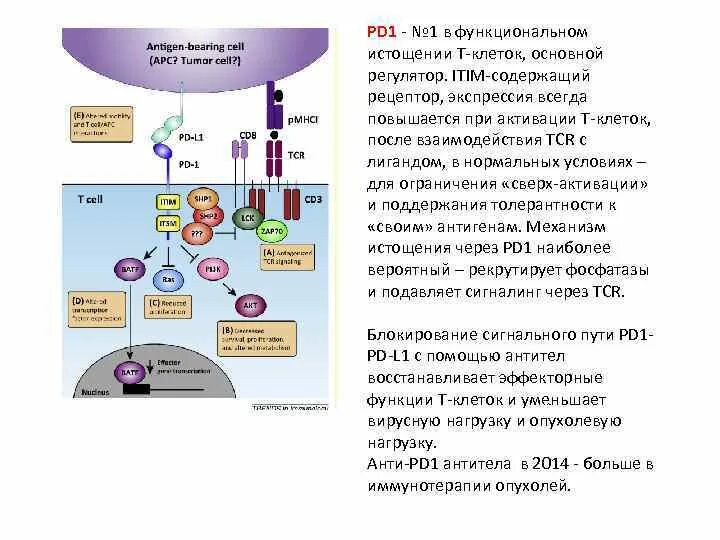 Рецепторы pd1 и PD-l1. Рецептор PD-1 схема взаимодействия. Сигнальные пути активации т клеток. Рецептор PD-1 на т лимфоците.